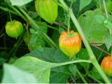 100pcs Physalis Peruviana Delicious Fruit Golden Berry Seeds
