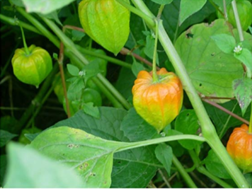 100pcs Physalis Peruviana Delicious Fruit Golden Berry Seeds