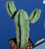 5PCS MYRTILLOCACTUS geometrizans seeds