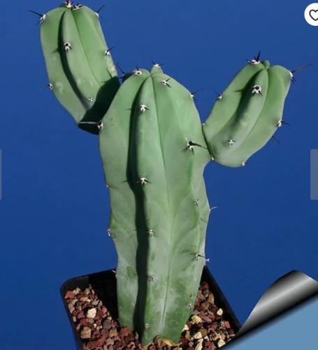 5PCS MYRTILLOCACTUS geometrizans seeds