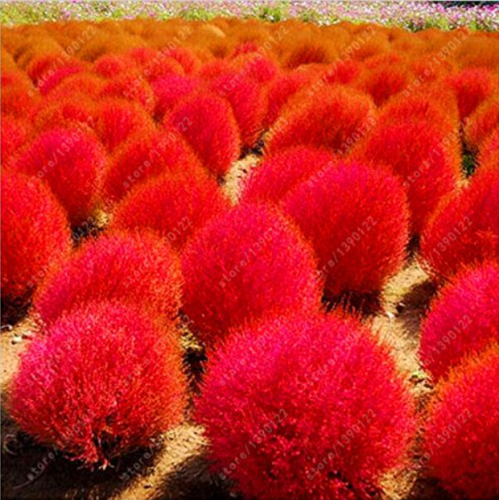 9 kinds of Kochia scoparia Grass seeds Perennial Grass Burning Bush 100PCS