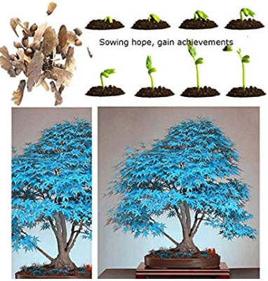 Maple Tree Palatum Bonsai 20pcs Purple Blue Ghost Japanese Flower Seeds Tree Seeds Potted Plant For Home Garden