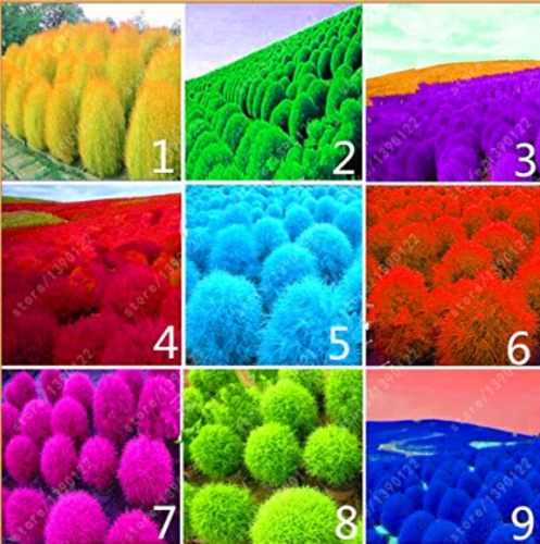 9 kinds of Kochia scoparia Grass seeds Perennial Grass Burning Bush 100PCS