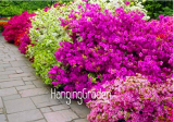 100 Mixed Japanese azalea seeds (Rhododendron lateritium Planch)