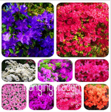 100 Mixed Japanese azalea seeds (Rhododendron lateritium Planch)
