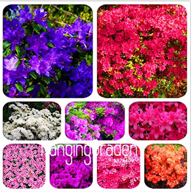 100 Mixed Japanese azalea seeds (Rhododendron lateritium Planch)