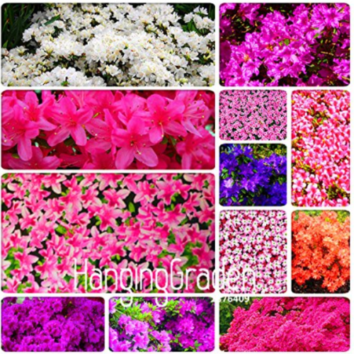 100 Mixed Japanese azalea seeds (Rhododendron lateritium Planch)