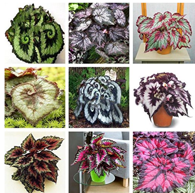 30PCS Mixed 9 Colors Coleus Blumei Perennial Flowers Seeds