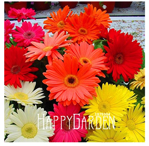 100 Seeds A Bag Sale! Gerbera Daisy Hybrids Mix Flower Seeds Bonsai plants easy to grow Seeds for home & garden