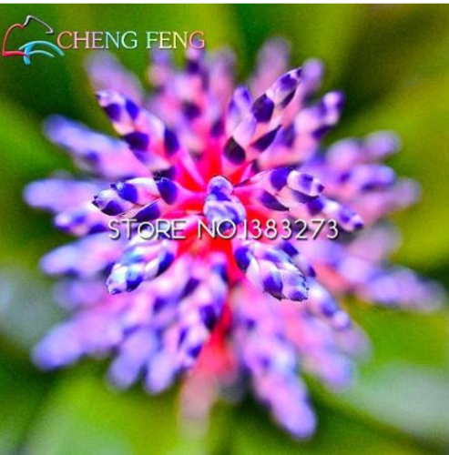 100 Rare Bromeliad Seeds Perennial Air Plants