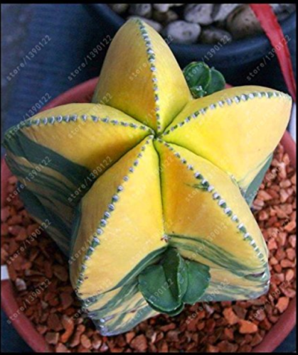 10pcs Astrophytum ornatum Rare Succulent Seeds 100% Genuine Variety