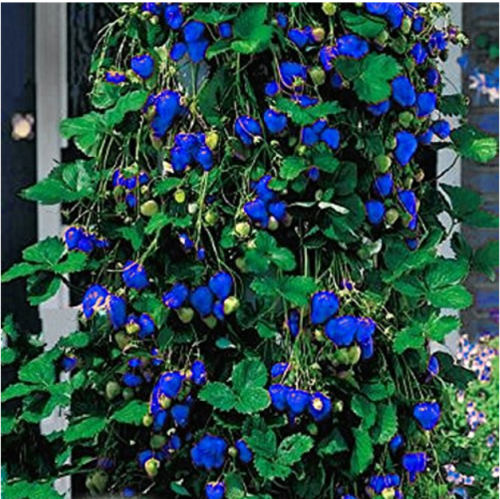 500Pcs Blue Strawberry Seeds
