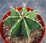 10pcs Astrophytum ornatum Rare Succulent Seeds 100% Genuine Variety