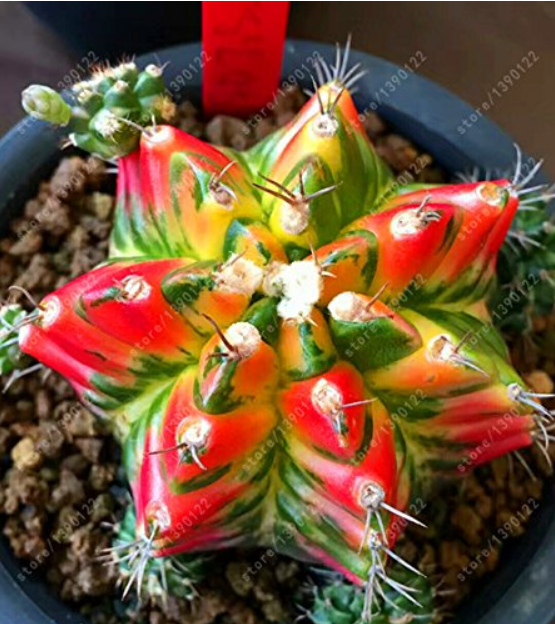 10pcs Astrophytum ornatum Rare Succulent Seeds 100% Genuine Variety