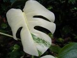 Palm Tree Turtle Leaves Monstera Variegated Seeds Rare Tree Mixed color Ornamental DL303C