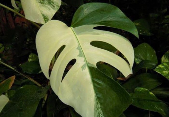 philodendron orlando variegated Buy Philodendron Orlando Variegated
