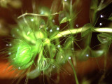 Aldrovanda Vesiculosa Seeds