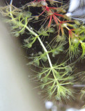 Aldrovanda Vesiculosa Seeds