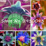 120pcs Fresh Passion Flowers Seeds