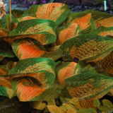 120 Colorful Hosta Seeds Perfect Color Perennials Plantain Mixed Beautiful Lily Flower White Lace Home Garden Ground Cover Plant