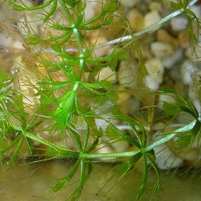 Aldrovanda Vesiculosa Seeds