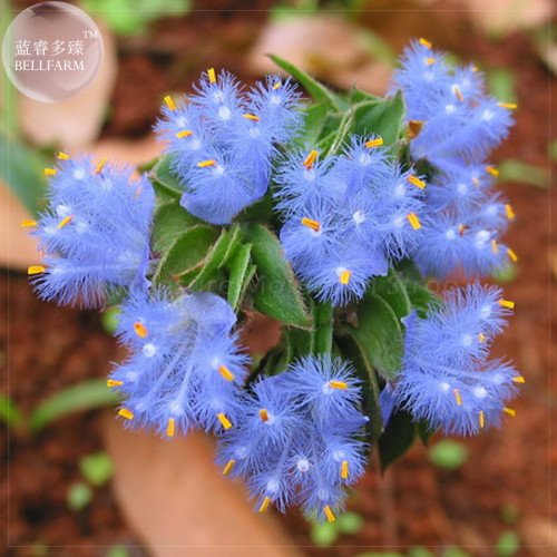 BELLFARM 2pcs Cyanotis arachnoidea C.B.Clarke Seeds, purple blue perennial plants flowers