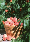 10pcs Sweet Pink Red Peach Tree Seeds