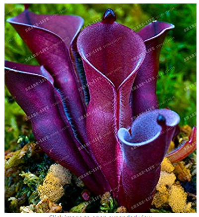 100 Seeds Heliamphora minor Seeds Carnivorous Plants Seeds Bonsai Plants Seeds For Home Lithops