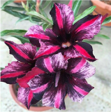 1pc Red Mis Black Desert Rose, Adenium Obesum Plants Seed