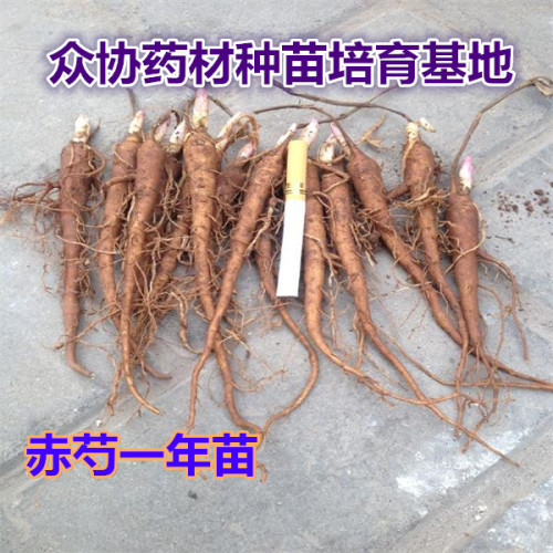 1PC Herbaceous Peony Bulb Flowers Bulbs Potted Home Garden Balcony Plant Bulbous Not Seeds High Germination Rate Bonsai 14