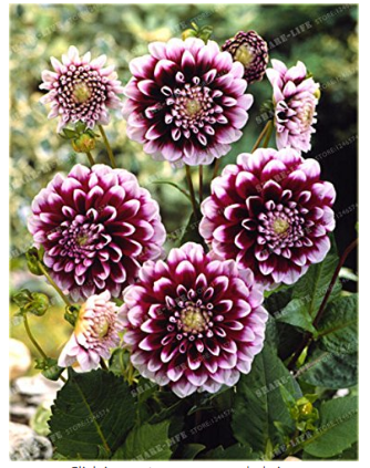 True Color Dahlia Bulb Flower Not Dahlia Seeds Flower Bulbs Symbolizes Courage 2 Bulb
