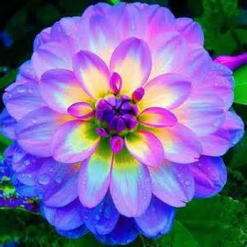 30 seeds Purple dahlia flower, Dahlias Seeds For DIY Home Garden