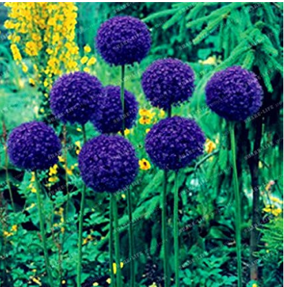 100 Seeds Giant Onion Seeds Allium Giganteum Flower Seed Flower plant
