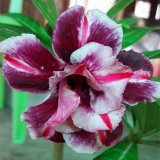 5 PCS  The Dreamlike  Adenium Obesum seeds quality Rare Desert Rose seed Bonsai flower Seeds