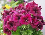 BELLFARM Geranium Dark Red Light Purplish Semidouble Flowers Seeds