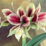 Amaryllis Seeds