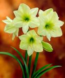 Amaryllis Seeds