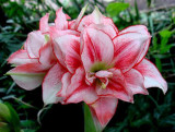 Amaryllis Seeds