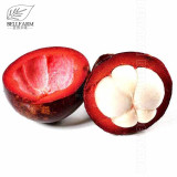 50Pcs/Pack Mangosteen Seeds Tropical Sour Sweet Fruit Seeds Garden Plants Tree Bonsai