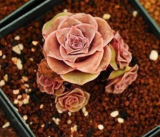 10PCS G.aurea El Hierro seeds
