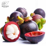 50Pcs/Pack Mangosteen Seeds Tropical Sour Sweet Fruit Seeds Garden Plants Tree Bonsai