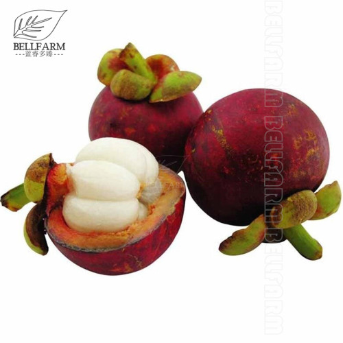50Pcs/Pack Mangosteen Seeds Tropical Sour Sweet Fruit Seeds Garden Plants Tree Bonsai