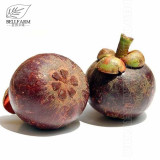 50Pcs/Pack Mangosteen Seeds Tropical Sour Sweet Fruit Seeds Garden Plants Tree Bonsai