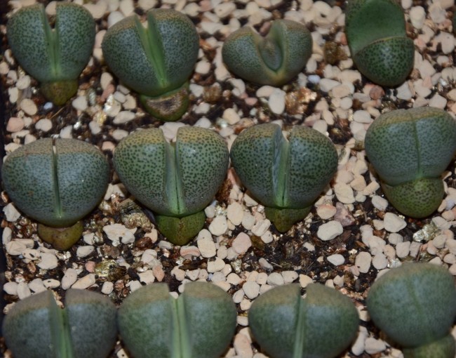 Pleiospilos nelii Bulb DL328C