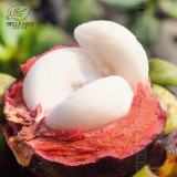 50Pcs/Pack Mangosteen Seeds Tropical Sour Sweet Fruit Seeds Garden Plants Tree Bonsai