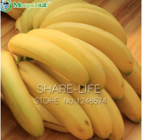 100pcs Big Hainan Yellow Banana Seeds