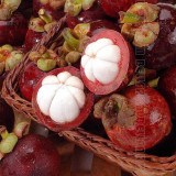 50Pcs/Pack Mangosteen Seeds Tropical Sour Sweet Fruit Seeds Garden Plants Tree Bonsai
