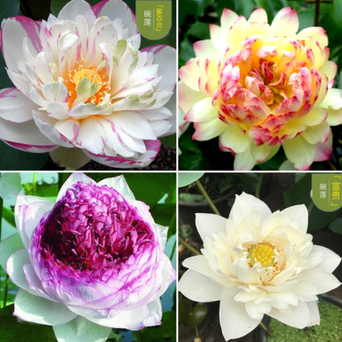 Heirloom Colorful Lotus Seeds 10PCS