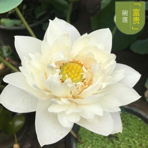 Heirloom Colorful Lotus Seeds 10PCS