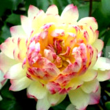 Heirloom Colorful Lotus Seeds 10PCS